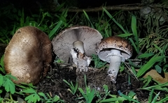 Agaricus brunneofibrillosus