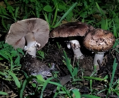 Agaricus brunneofibrillosus