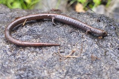 Batrachoseps diabolicus