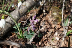 Corydalis paczoskii