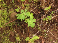 Delphinium trolliifolium