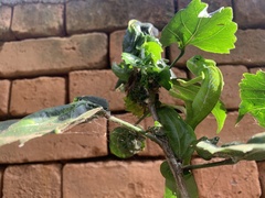 Furcifer major