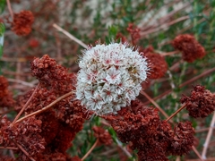 Eriogonum fasciculatum