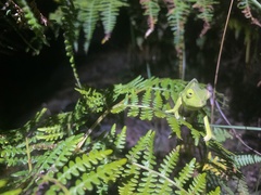 Furcifer