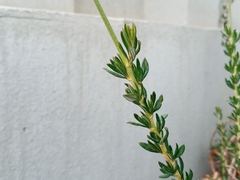 Eriogonum fasciculatum