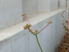 Eriogonum fasciculatum