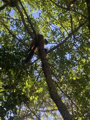 Eulemur collaris