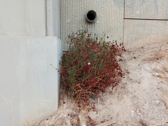 Eriogonum fasciculatum