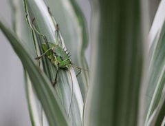 Acanthoplus