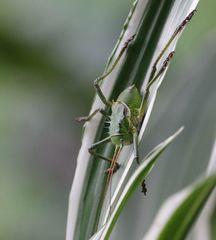 Acanthoplus
