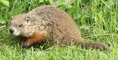 Marmota monax