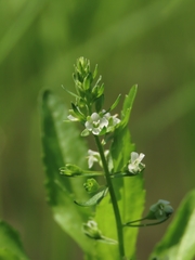 Veronica undulata