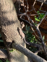 Phelsuma modesta