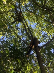 Eulemur collaris