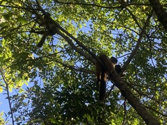 Eulemur collaris