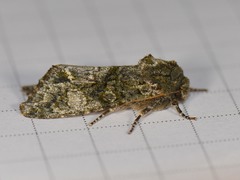 Copivaleria grotei