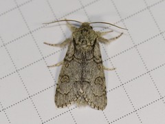Acronicta tota