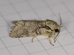 Acronicta tota