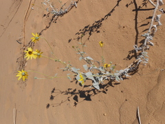 Helianthus niveus tephrodes