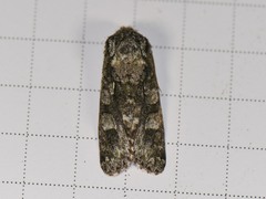 Copivaleria grotei