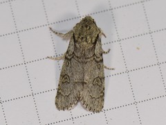 Acronicta tota