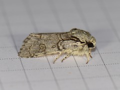 Acronicta tota