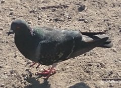 Columba livia