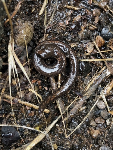 Hell Hollow Slender Salamander, Batrachoseps diabolicus