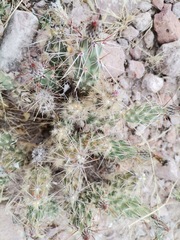 Grusonia grahamii