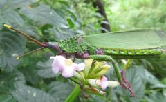 Taphronota calliparea