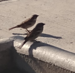 Passer domesticus
