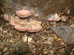 Rhodofomitopsis feei