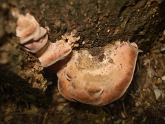 Rhodofomitopsis feei