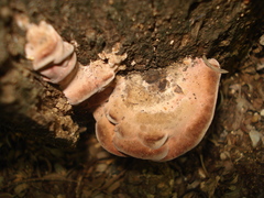 Rhodofomitopsis feei