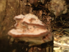 Rhodofomitopsis feei