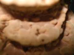 Rhodofomitopsis feei