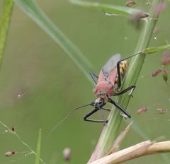 Rhynocoris segmentarius