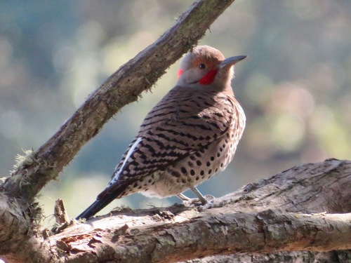 Northern Flicker, photo 9 of 9