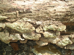 Phylloporia