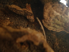 Phylloporia