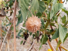 Helianthus annuus
