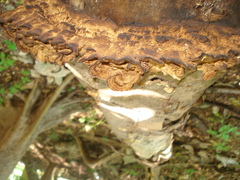 Phylloporia