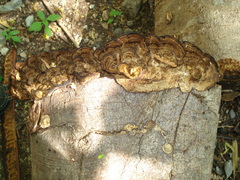 Phylloporia