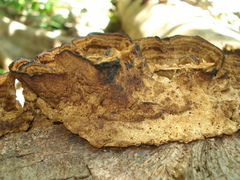 Phylloporia