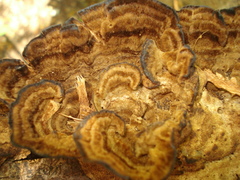 Phylloporia