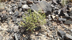 Anabasis brevifolia