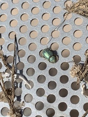 Miloderes amargosensis