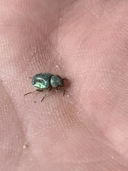 Miloderes amargosensis