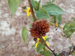 Helianthus annuus