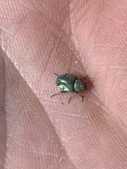 Miloderes amargosensis